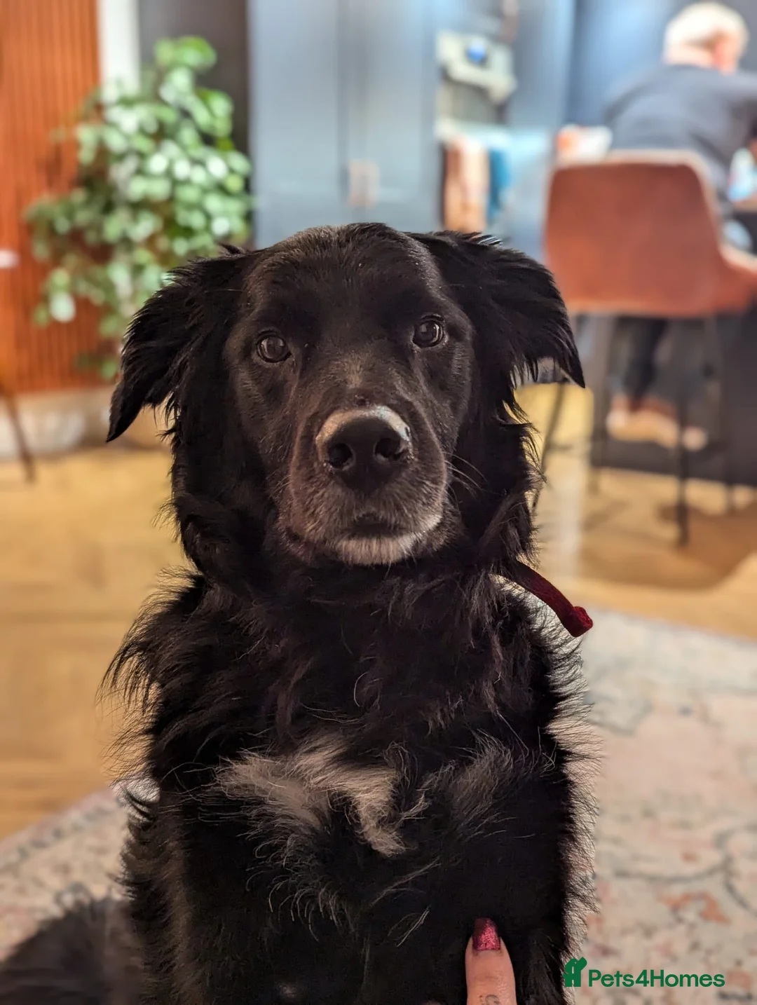 Mixed Breed dogs for sale: Handsome border collie mixed with golden retriever - Advert 8
