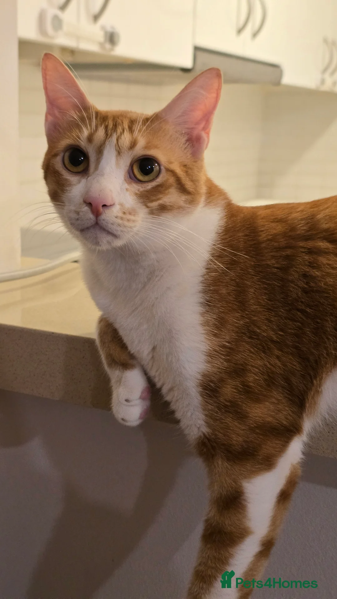 Mixed Breed cats for adoption: [Indoors Only] Light - Lovely & Playful Boy - Advert 7