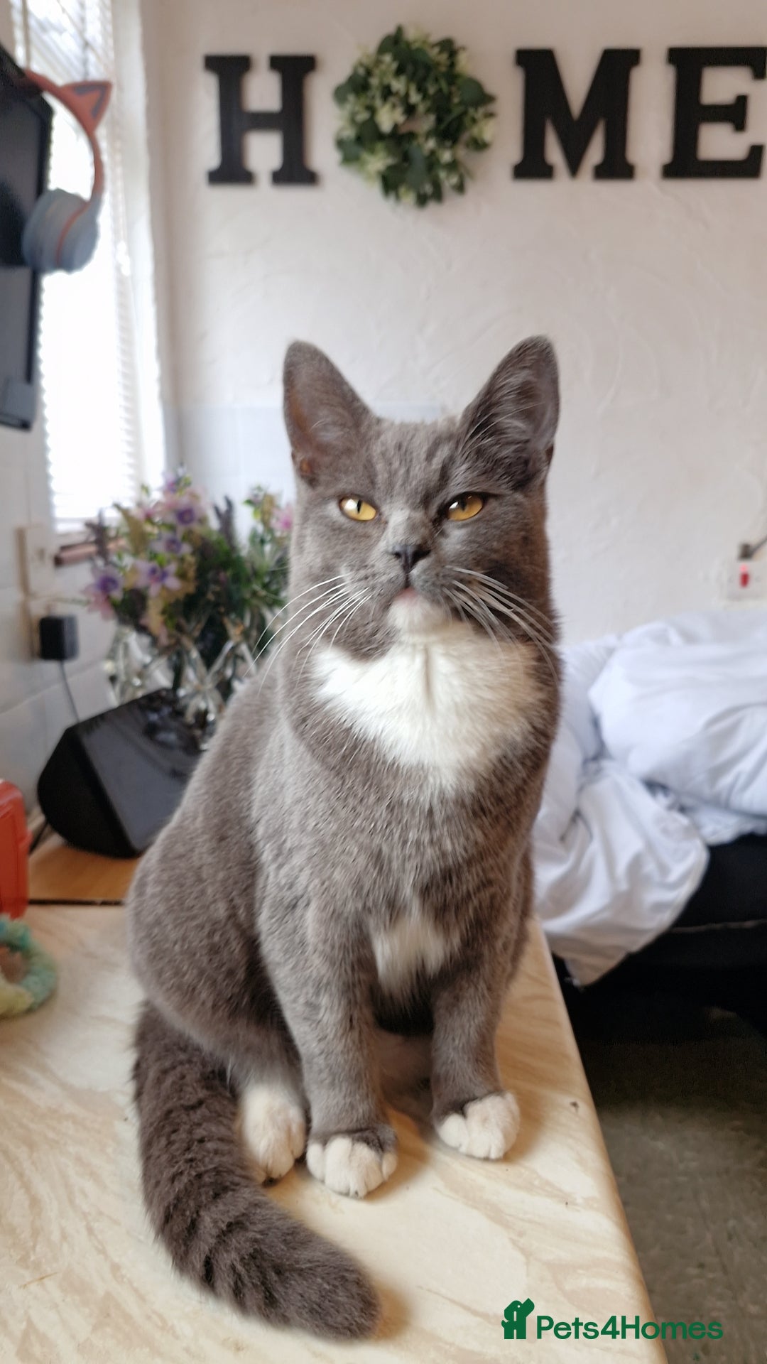 British Shorthair cats Four beautiful kittens for sale - Advert 15