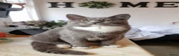 British Shorthair cats for sale: Four beautiful kittens for sale in Fleetwood - Advert 1