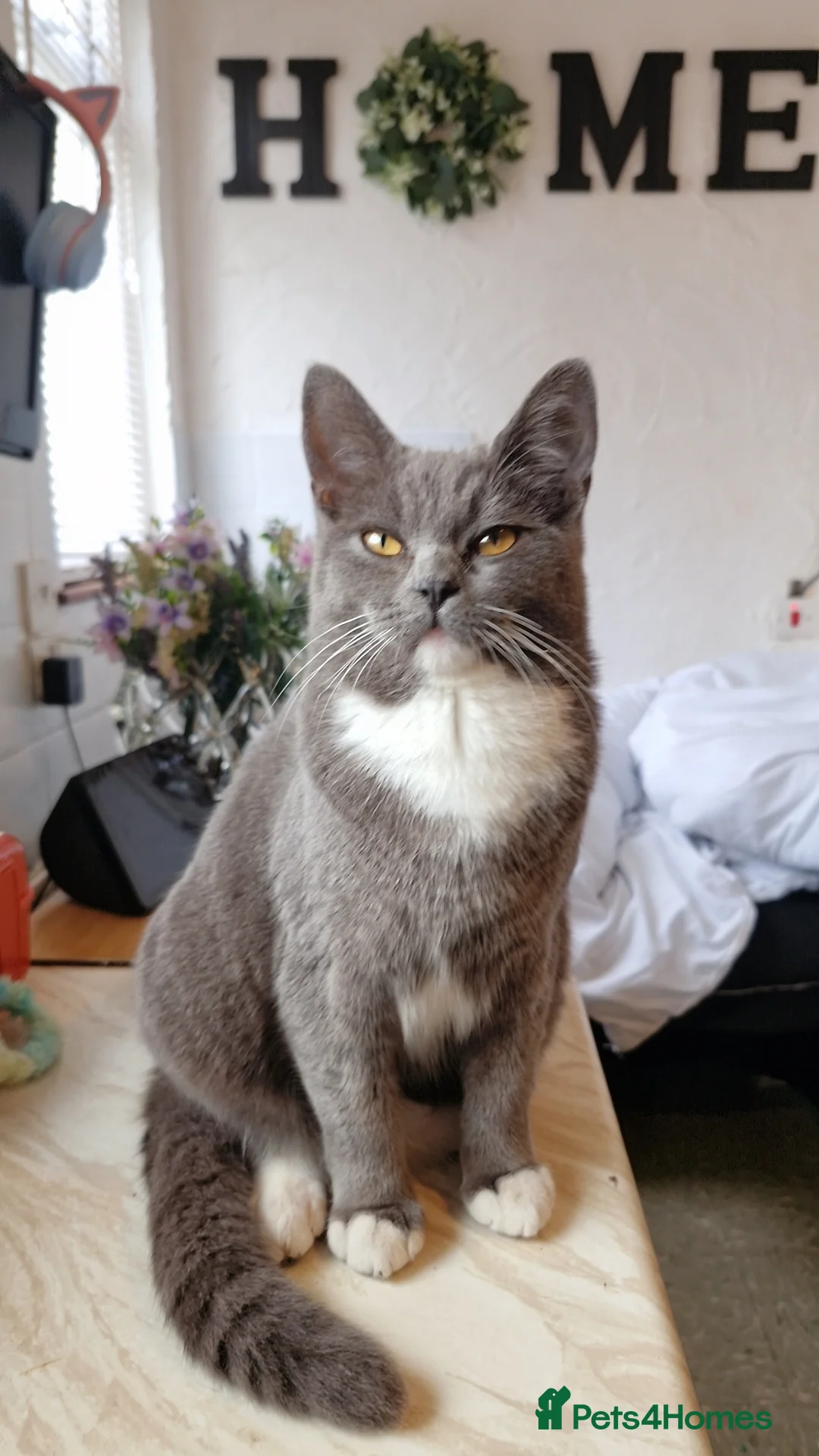 British Shorthair cats for sale: Four beautiful kittens for sale in Fleetwood - Advert 1