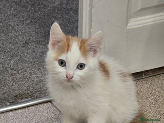 Mixed Breed cats Ginger kitten - Advert 5