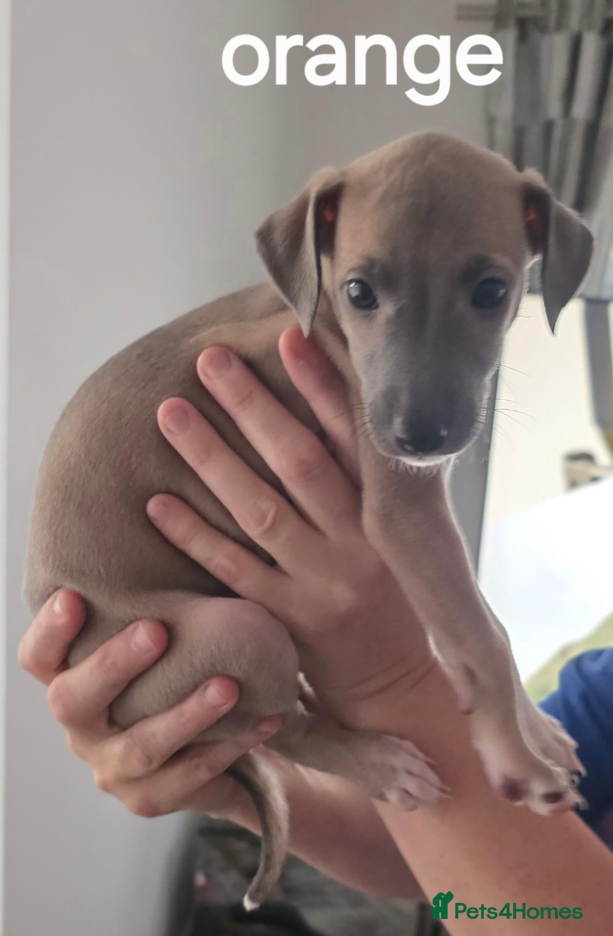 Mixed Breed dogs Whippet/italian greyhound PUPPIES (wiggies) - Advert 1