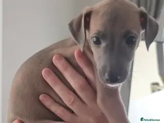 Mixed Breed dogs Whippet/italian greyhound PUPPIES (wiggies) - Advert 1