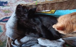 Mixed Breed cats for sale: Beautiful smiley kittens  - Image 16