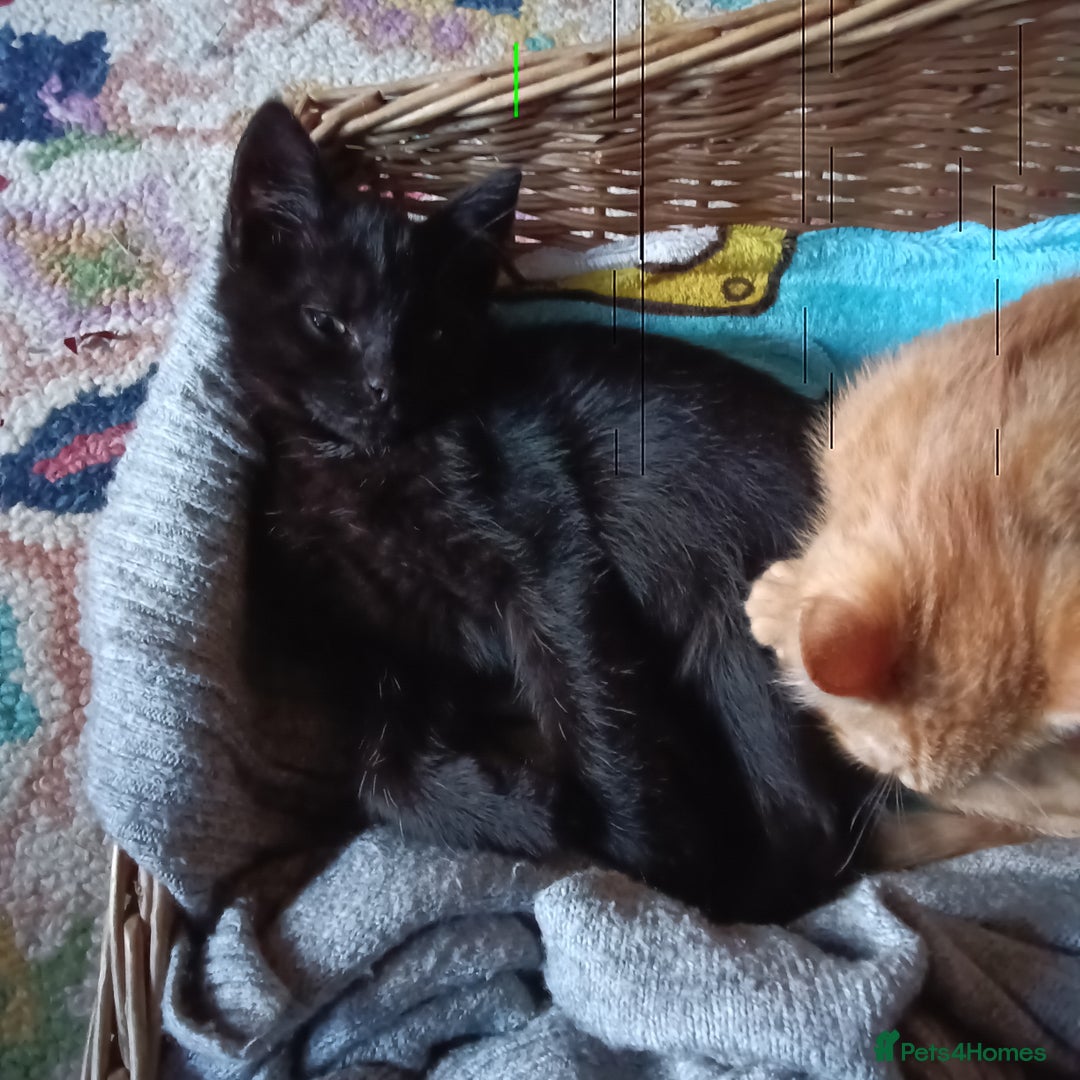 Mixed Breed cats for sale: Beautiful smiley kittens  - Image 16