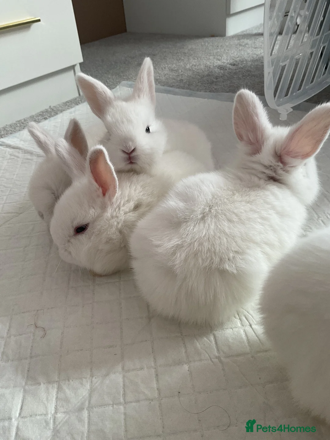 Mixed Breed rabbits for sale: 5 baby bunnies in Preston - Advert 1