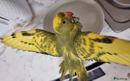 Ringnecks birds for sale: Beautiful female ringneck  - Advert 8