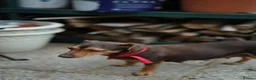 Jack Russell dogs for sale: Beautiful Jack Rusell Puppies  - Advert 11