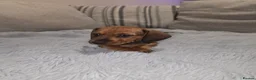 Dachshund dogs for sale: Miniature dachshund  in Thatcham - Advert 3
