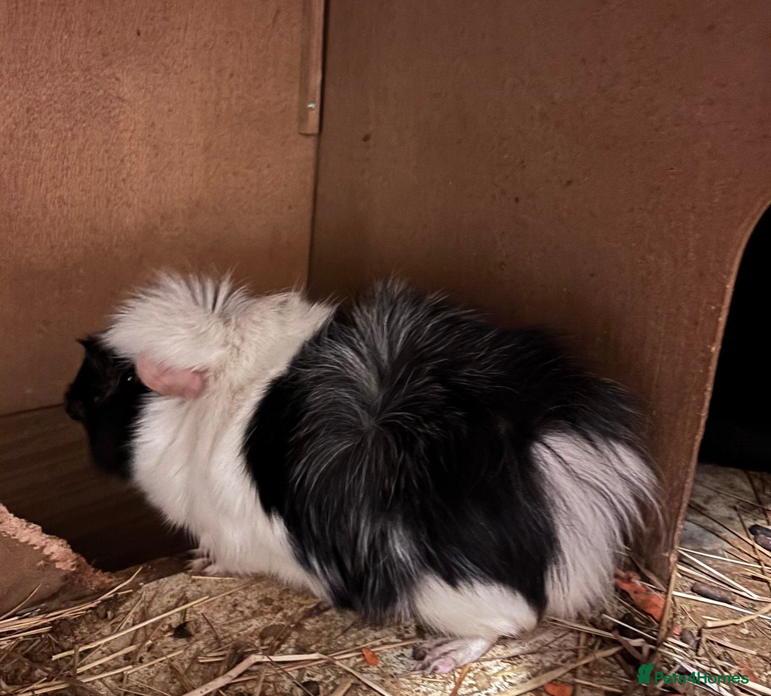 Guinea Pig rodents for sale: 2 brothers and two storey hutch  - Advert 2