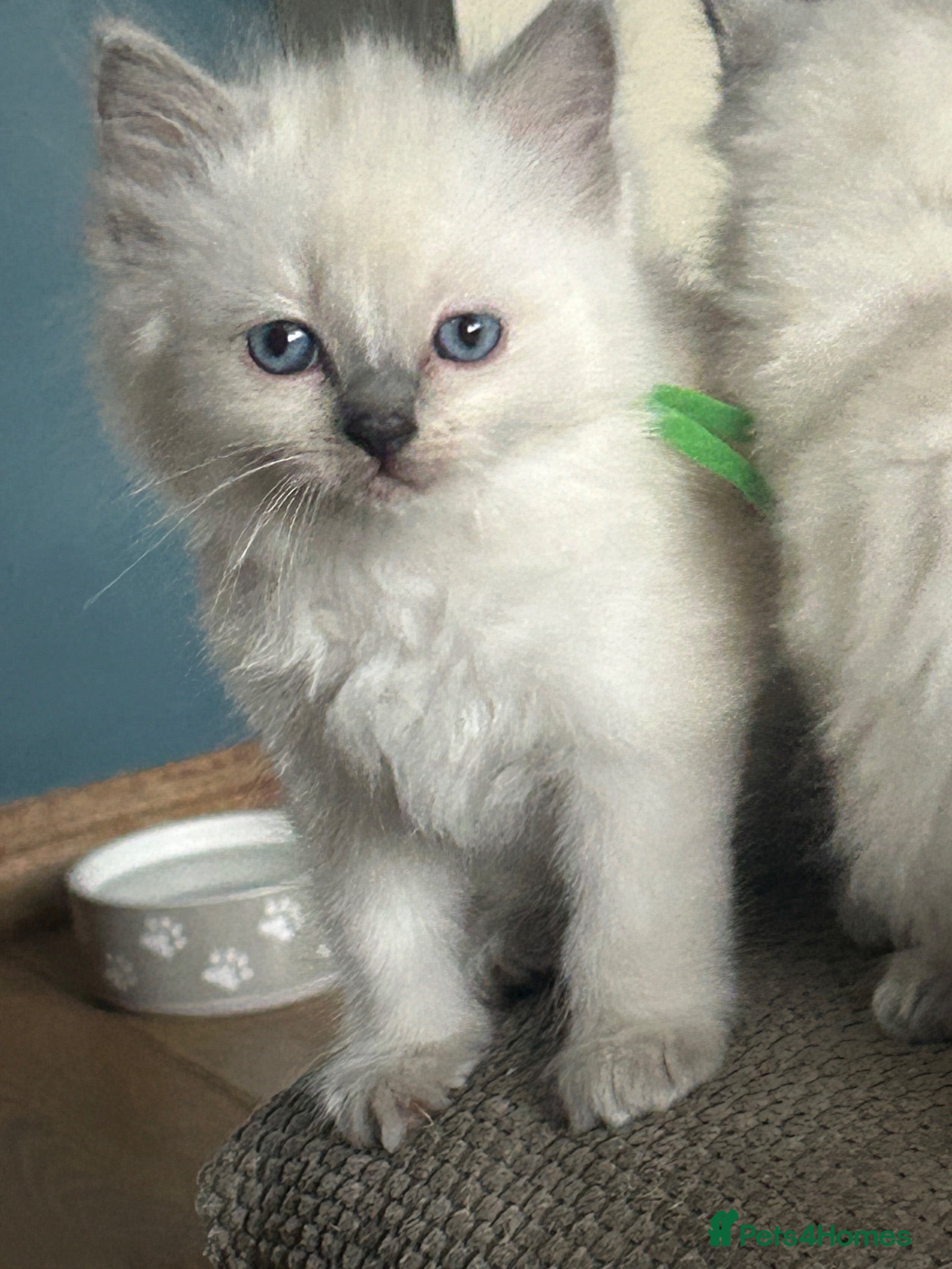 Ragdoll cats GCCF reg ragdolls - Advert 1