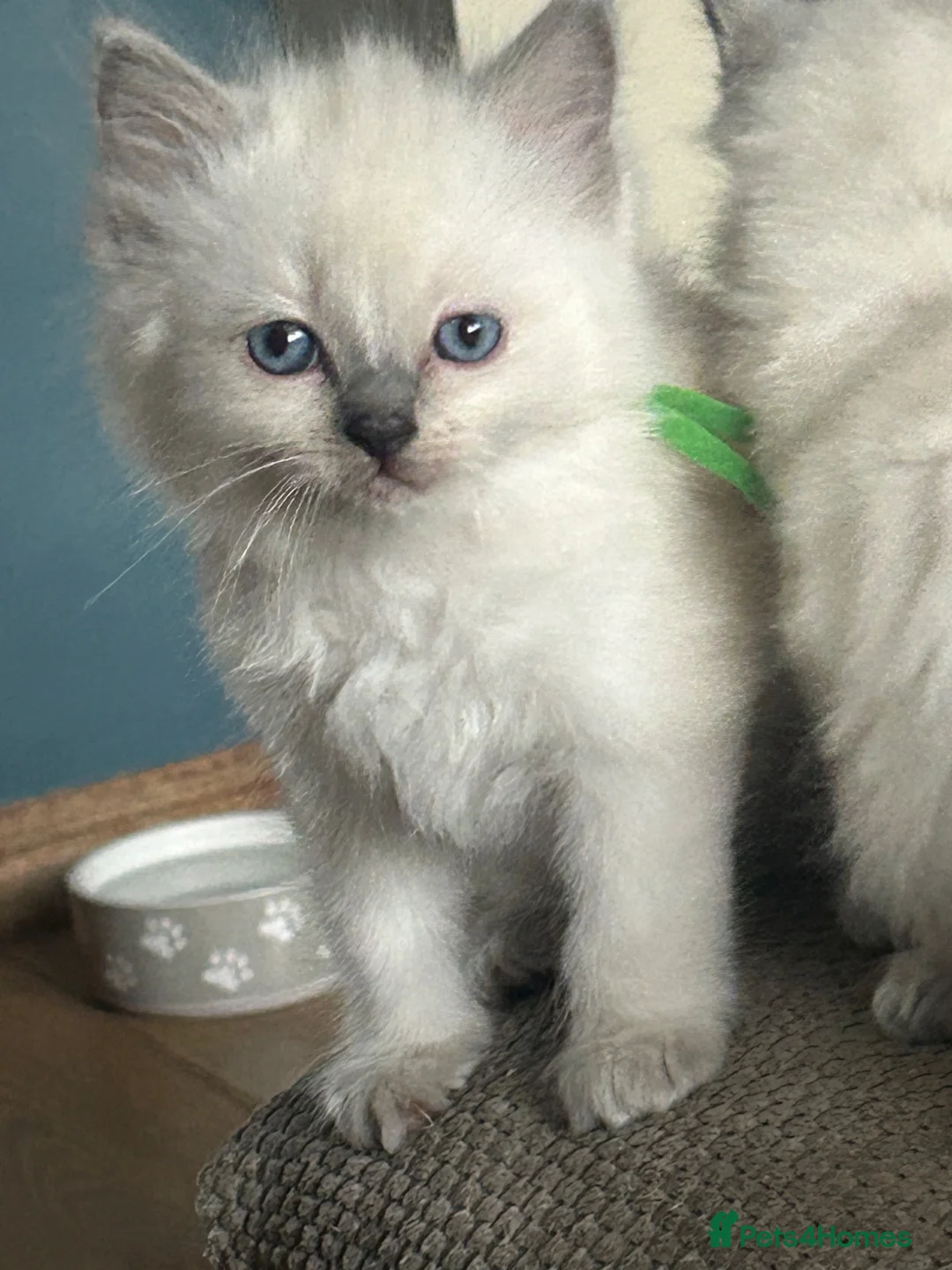 Ragdoll cats for sale: GCCF reg ragdolls - Advert 1