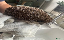 Pygmy Hedgehog rodents for sale: 2x female and 1x male hedgehogs  - Image 13
