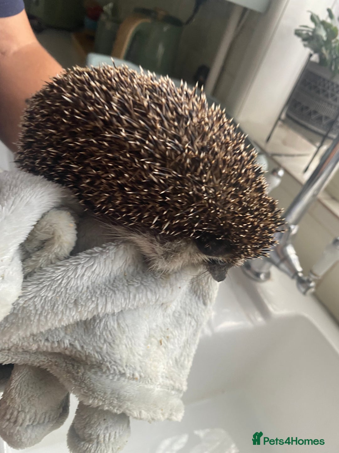Pygmy Hedgehog rodents for sale: 2x female and 1x male hedgehogs  - Image 13