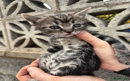 Ragdoll cats for sale: Gorgeous ragdoll cross kittens  - Image 9
