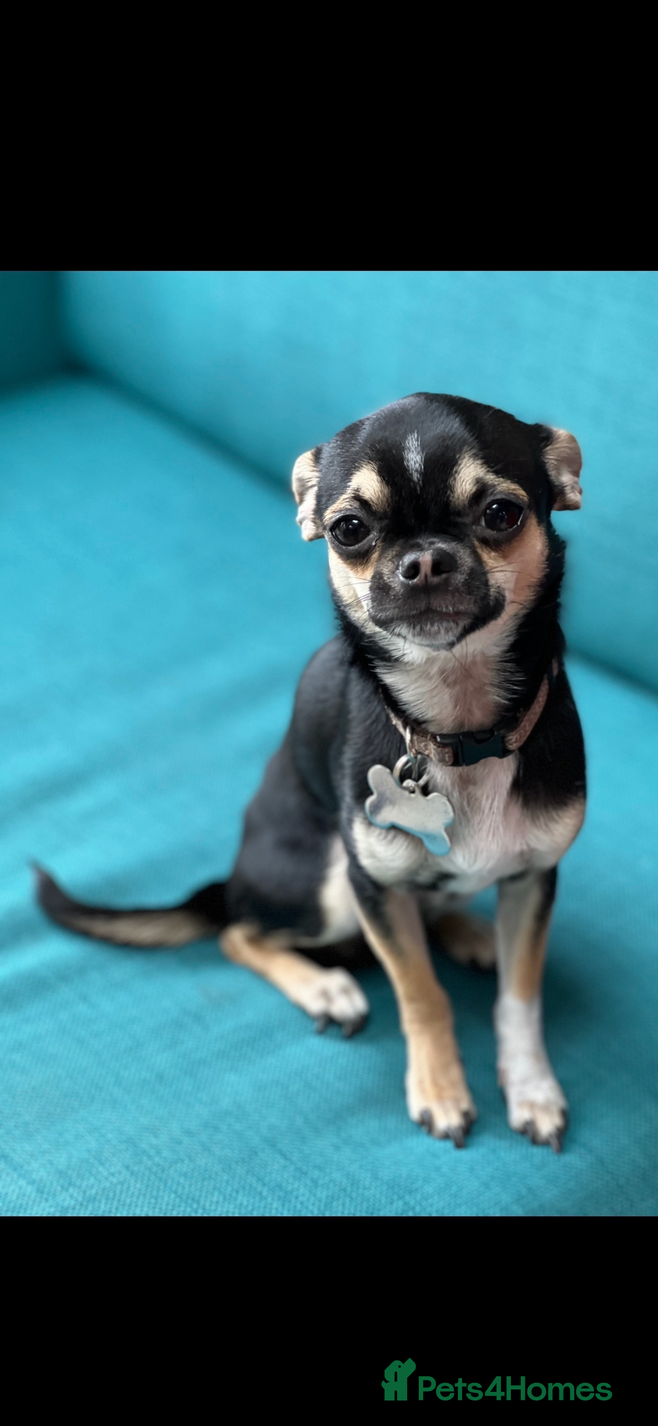 Chihuahua dogs Chihuahua for stud  - Advert 15