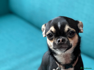 Chihuahua dogs Chihuahua for stud - Advert 7