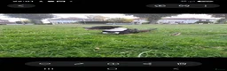 American Bull Staffy dogs for sale: Puppies for sale  - Advert 9