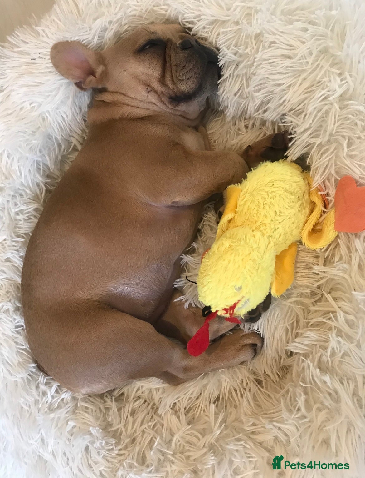 French Bulldog dogs Frenchbulldog looking for her forever home  - Advert 8