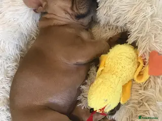 French Bulldog dogs Frenchbulldog looking for her forever home - Advert 8