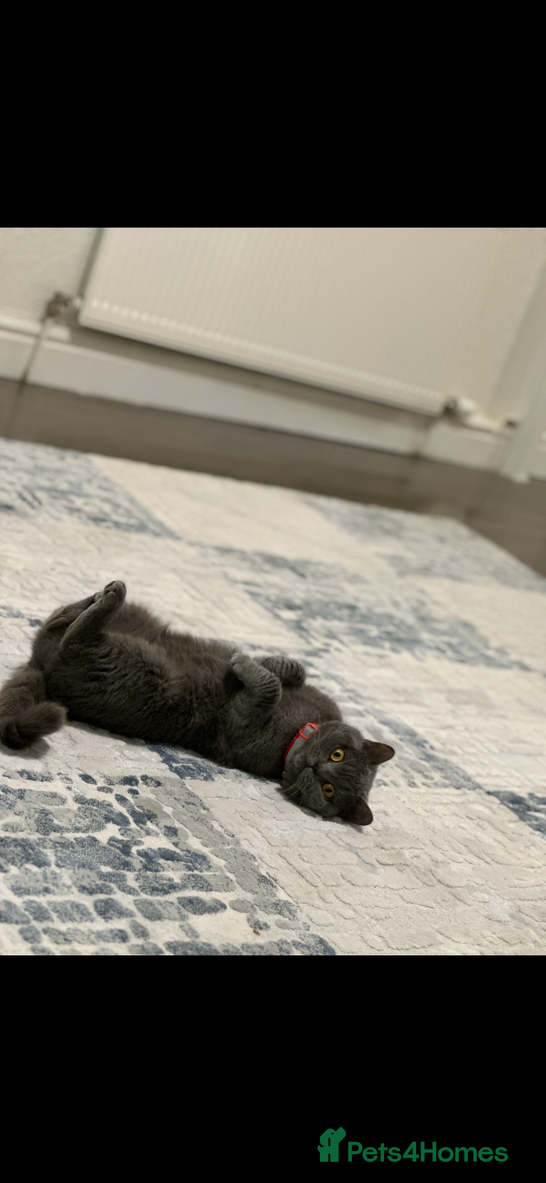 British Shorthair cats for sale: Her name is Rose  - Image 2