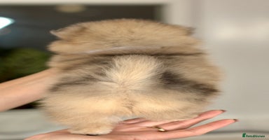 Pomeranian dogs - Advert 3
