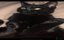 Mixed Breed cats for sale: Female Kitten - Image 3