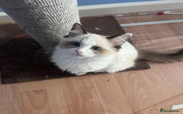 Ragdoll cats for sale: Ragdoll Kittens Championship DNA tested GCCF reg - Image 4