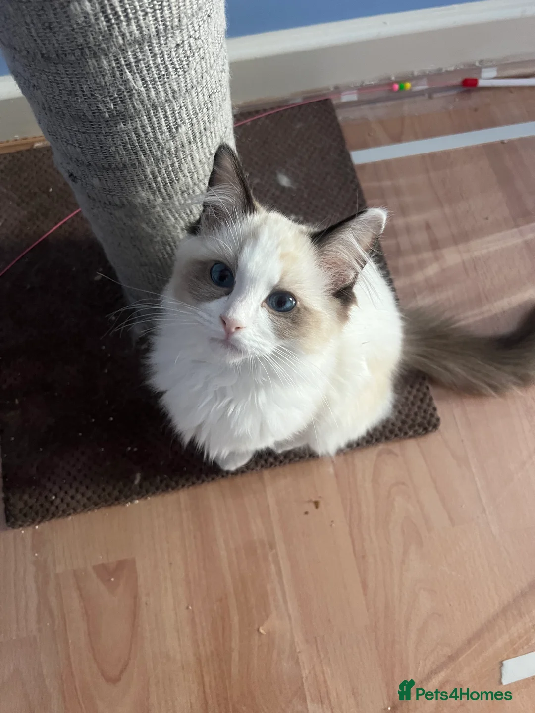 Ragdoll cats for sale: Ragdoll Kittens Championship DNA tested GCCF reg - Advert 4