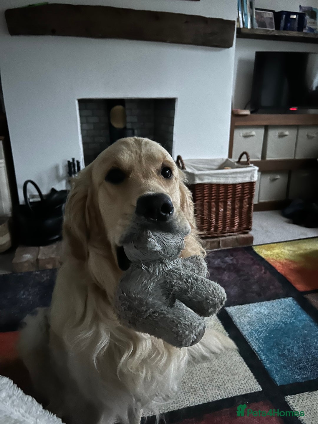 Golden Retriever dogs for sale: 2 year old needs retired couple  - Image 4