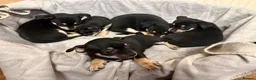 Mixed Breed dogs for sale: 🐶Chihuahua × Miniature Pinscher Puppies  - Advert 9