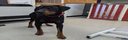 Dobermann dogs for sale: Snoop Dogg in Wakefield - Advert 7
