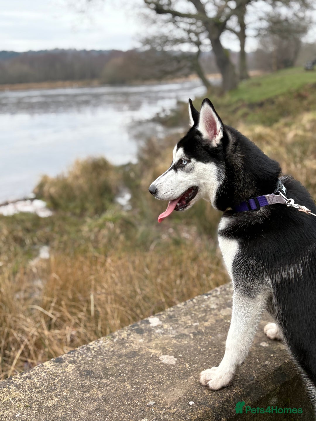 Siberian Husky dogs for sale: Rehoming our beautiful husky  - Advert 3