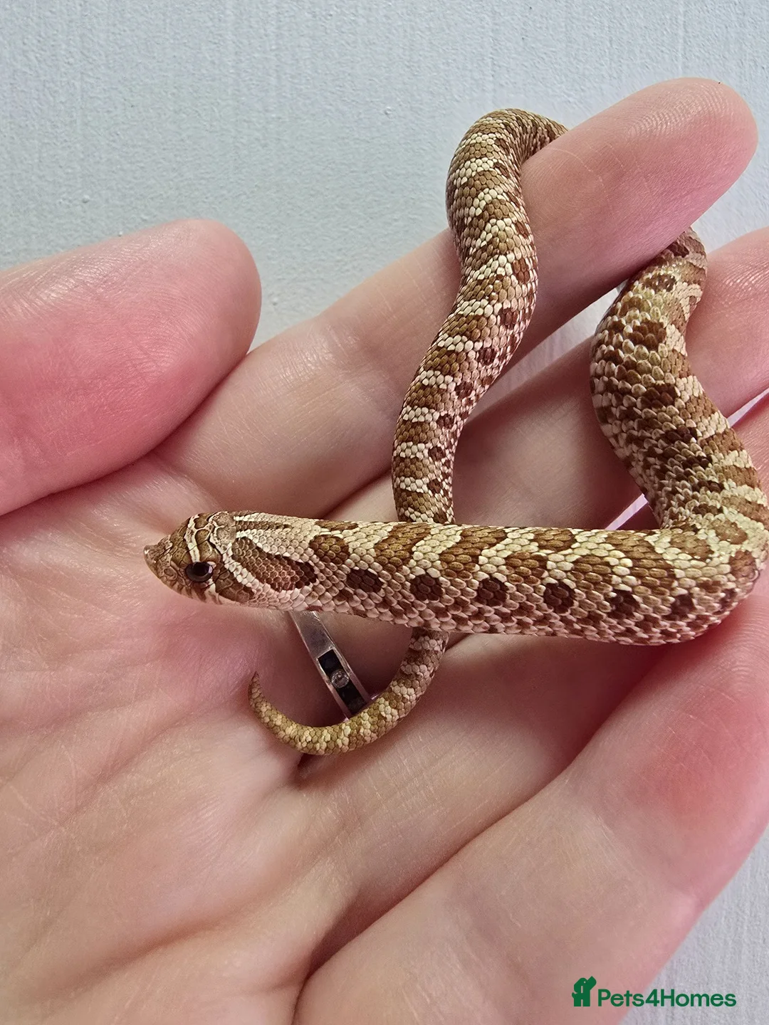 Snake reptiles for sale: Baby Western hognoses CB 26 From £80 - Advert 2