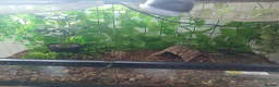 Tortoise reptiles for sale: Male tortoise - Advert 3