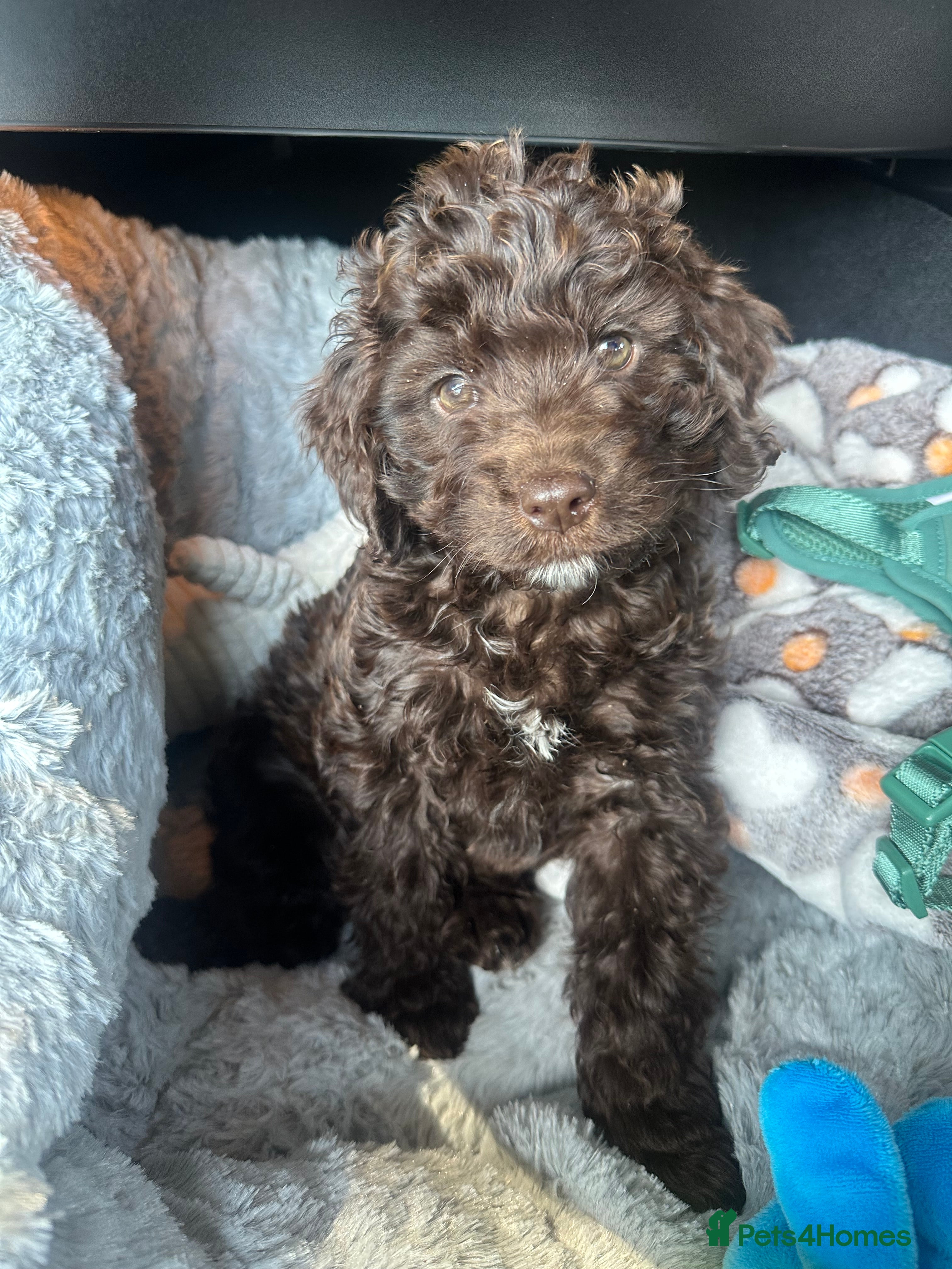 Cockapoo dogs 1 year old male cockapoo  - Advert 1