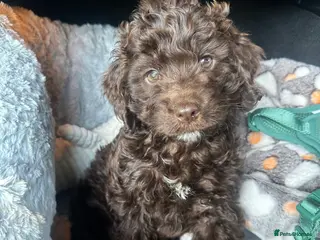 Cockapoo dogs 1 year old male cockapoo - Advert 1