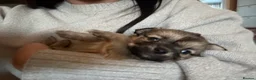 Mixed Breed dogs for sale: Beautiful litter of four happy healthy Pomchis in Banstead - Advert 19