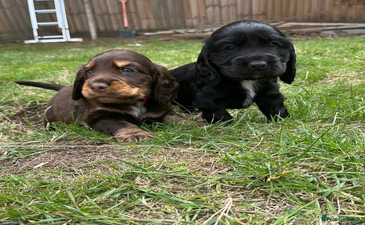 Cocker Spaniel dogs - Advert 16