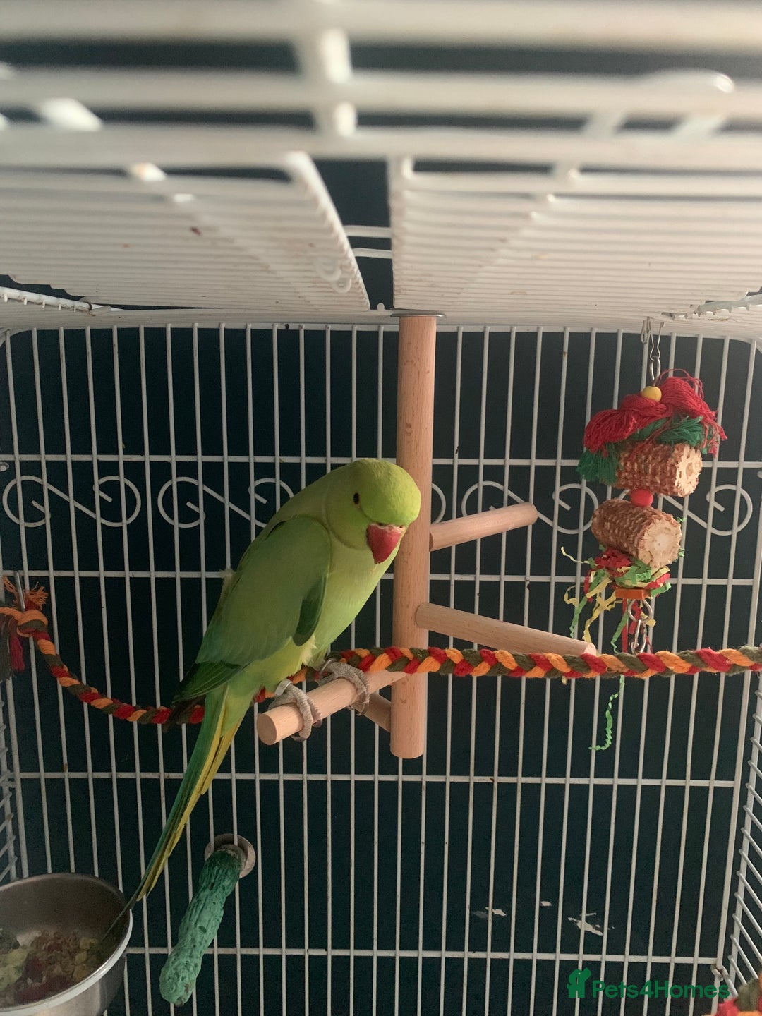 Ringnecks birds for sale: For sale  - Advert 2