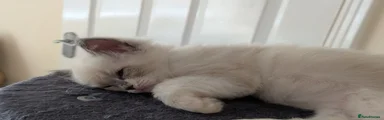 Sunny – Male (Yellow) Blue Mitted • No Blaze