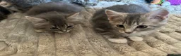 Mixed Breed cats for sale: Kittens for sale  - Advert 2