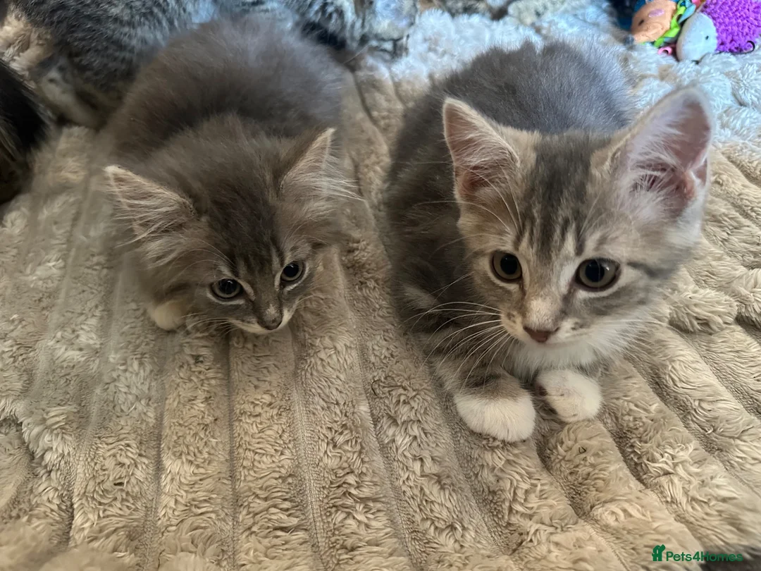 Mixed Breed cats for sale: Kittens for sale  - Advert 2