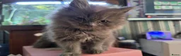 Persian cats for sale: Last female persian kittens ready now - Advert 4