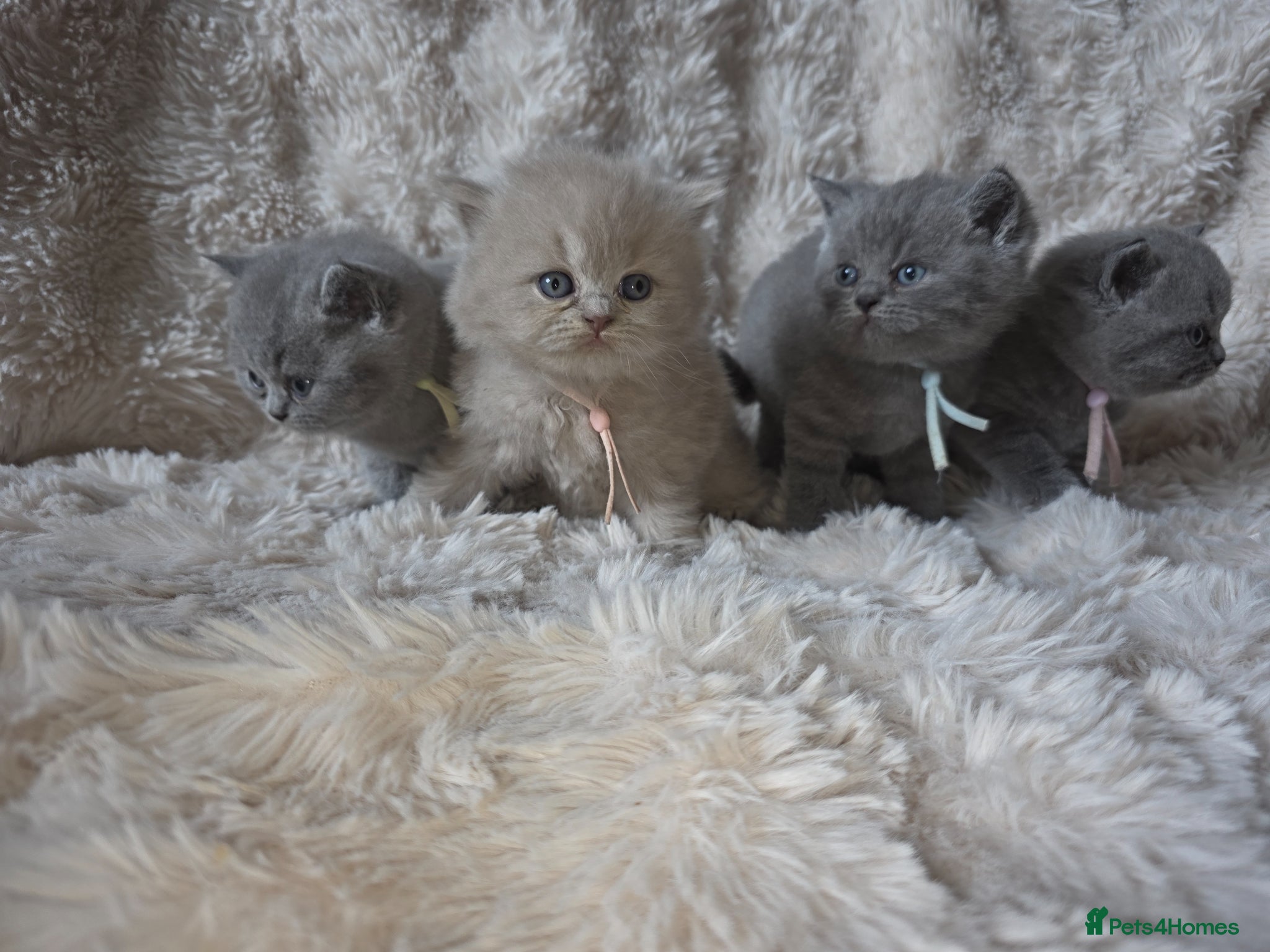 British Shorthair cats Gorgeous British Shorthair & Longhair - Advert 17