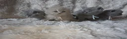 British Shorthair cats for sale: Gorgeous British Shorthair & Longhair - Advert 1