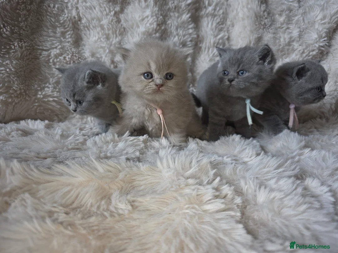 British Shorthair cats for sale: Gorgeous British Shorthair & Longhair - Advert 1