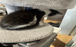 Mixed Breed cats for sale: 3 adorable female kittens  - Image 7