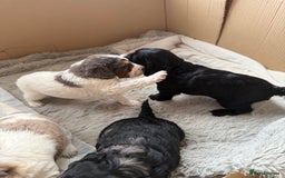 Cockapoo dogs for sale: Cockapoo puppies - Advert 5